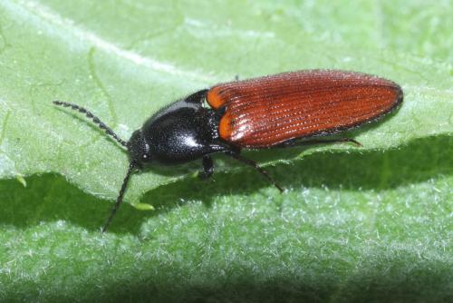 Réf. 259 070 : Ampedus sp.